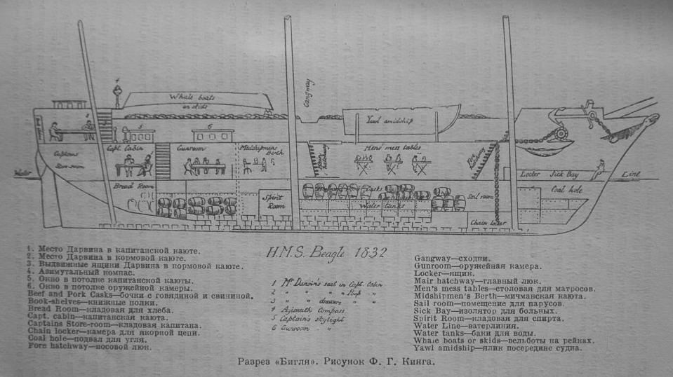 HMS_Beagle_1832_longitudinal_section.jpg