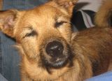 Gucio