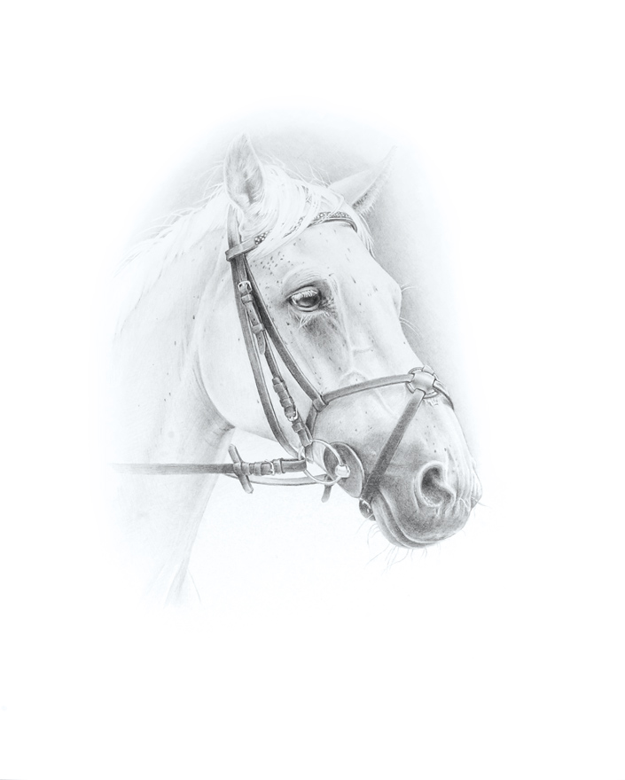 Konik5.jpg