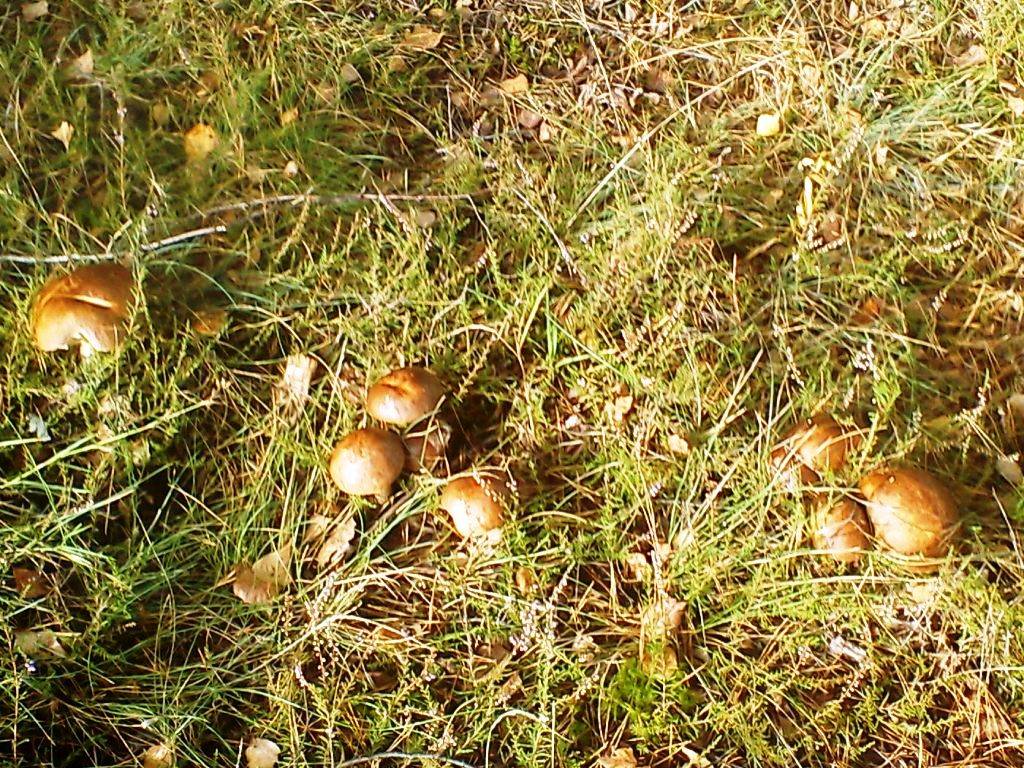 DSC00089.jpg