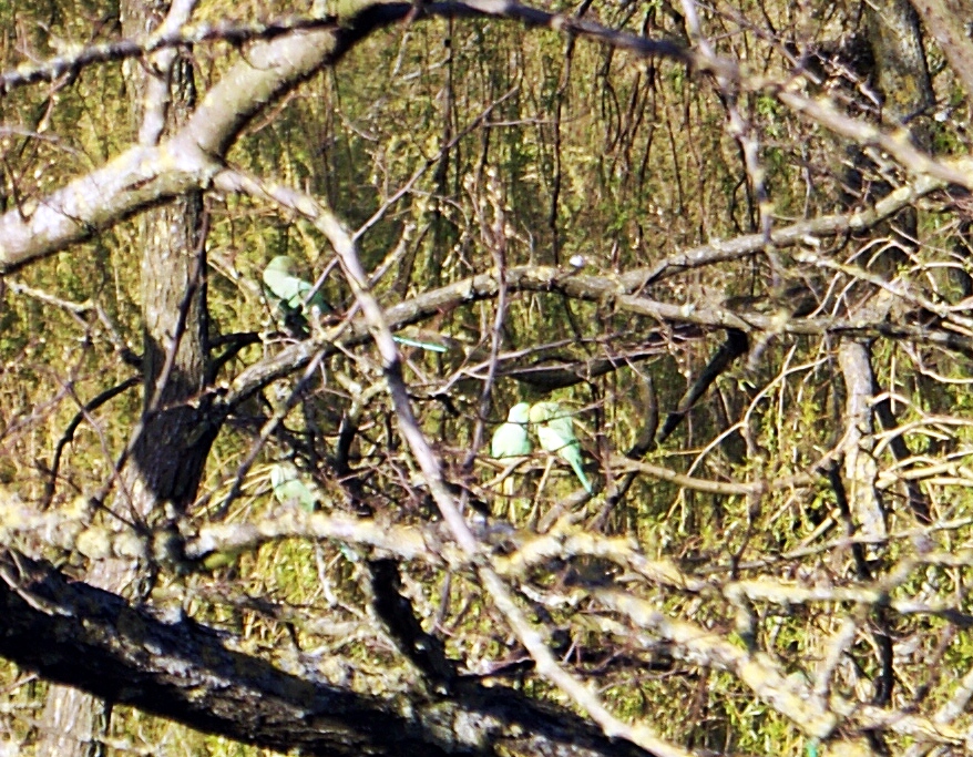 DSC00478p.JPG