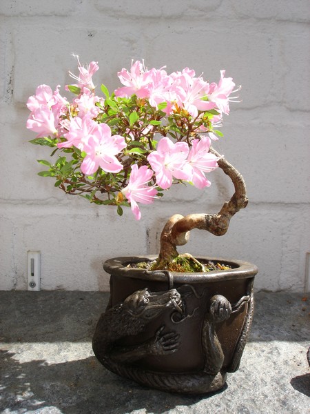 Bonsai 2005 002.jpg