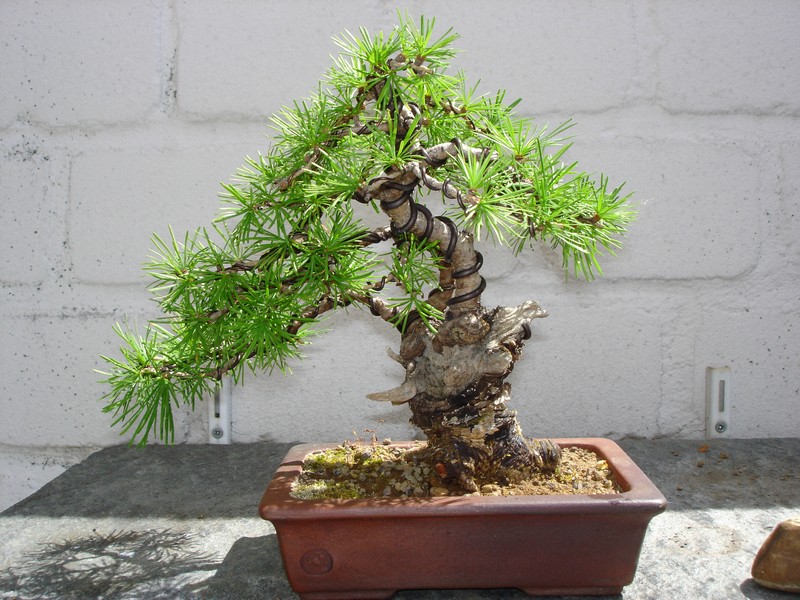 Bonsai 2005 003.jpg