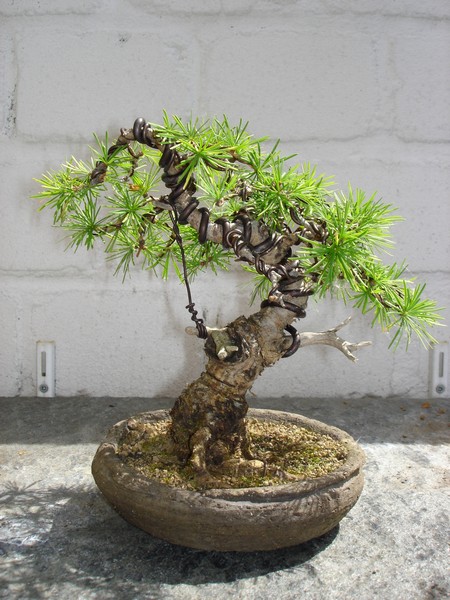 Bonsai 2005 007.jpg