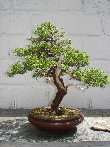 Bonsai 2005 008.jpg