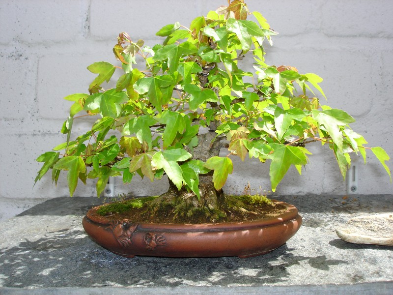 Bonsai 2005 009.jpg