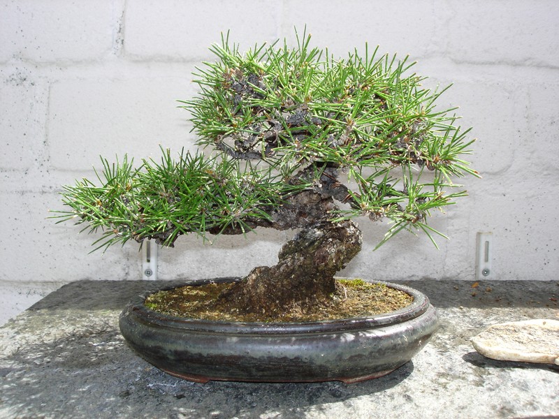 Bonsai 2005 010.jpg