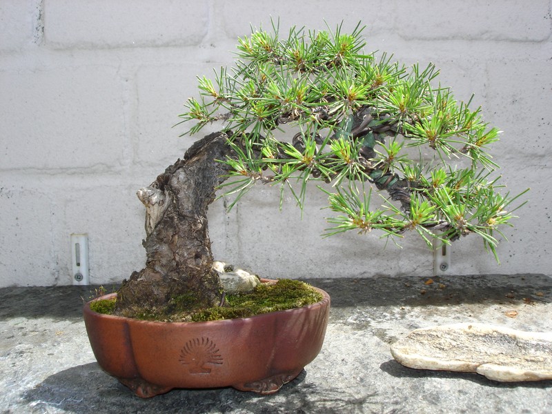 Bonsai 2005 012.jpg