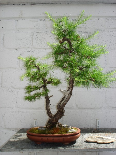 Bonsai 2005 013.jpg