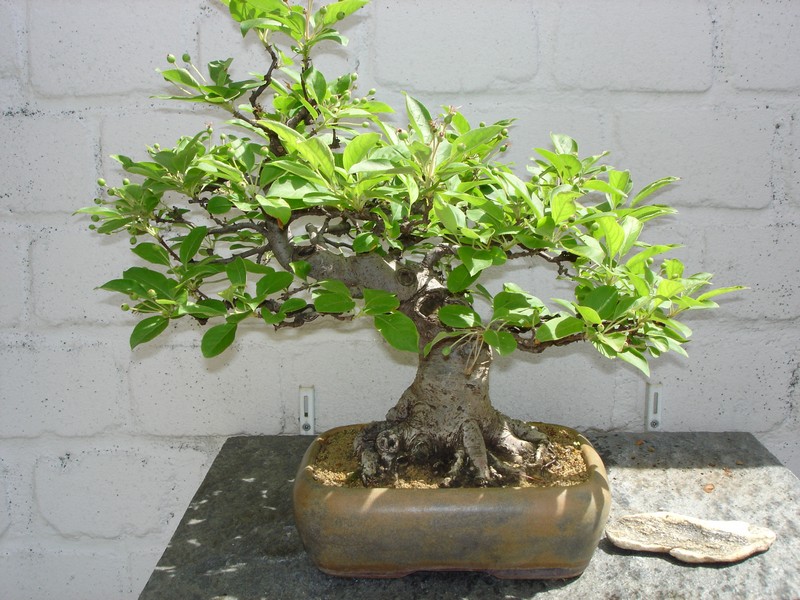 Bonsai 2005 014.jpg