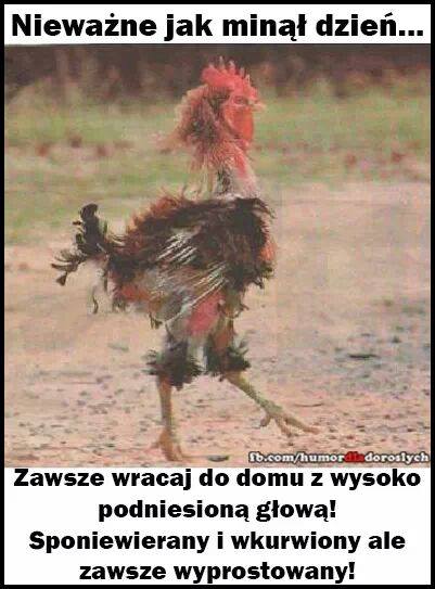 kogut.jpg