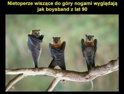bat.jpg