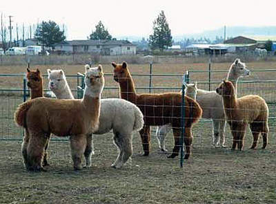 lama_1.jpg
