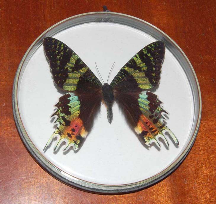 01butterfly01.jpg (101.72 KiB) Przejrzano 5355 razy Chrysiridia rhipheus z Madagaskaru.