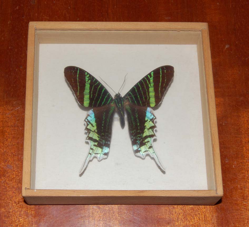 baterfly06.jpg (104.44 KiB) Przejrzano 5355 razy Urania leilus z Brazylii.